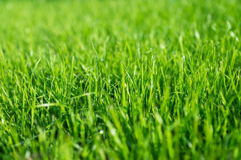Lawn Turf Replacement